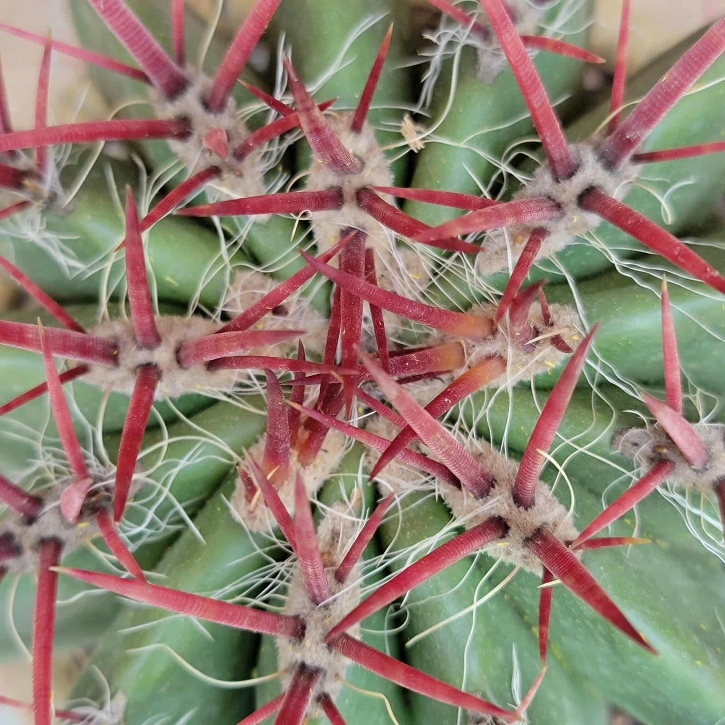Ferocactus Pringlei - BIG!