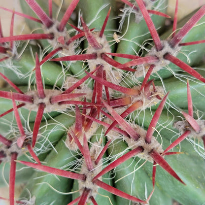 Ferocactus Pringlei - BIG!