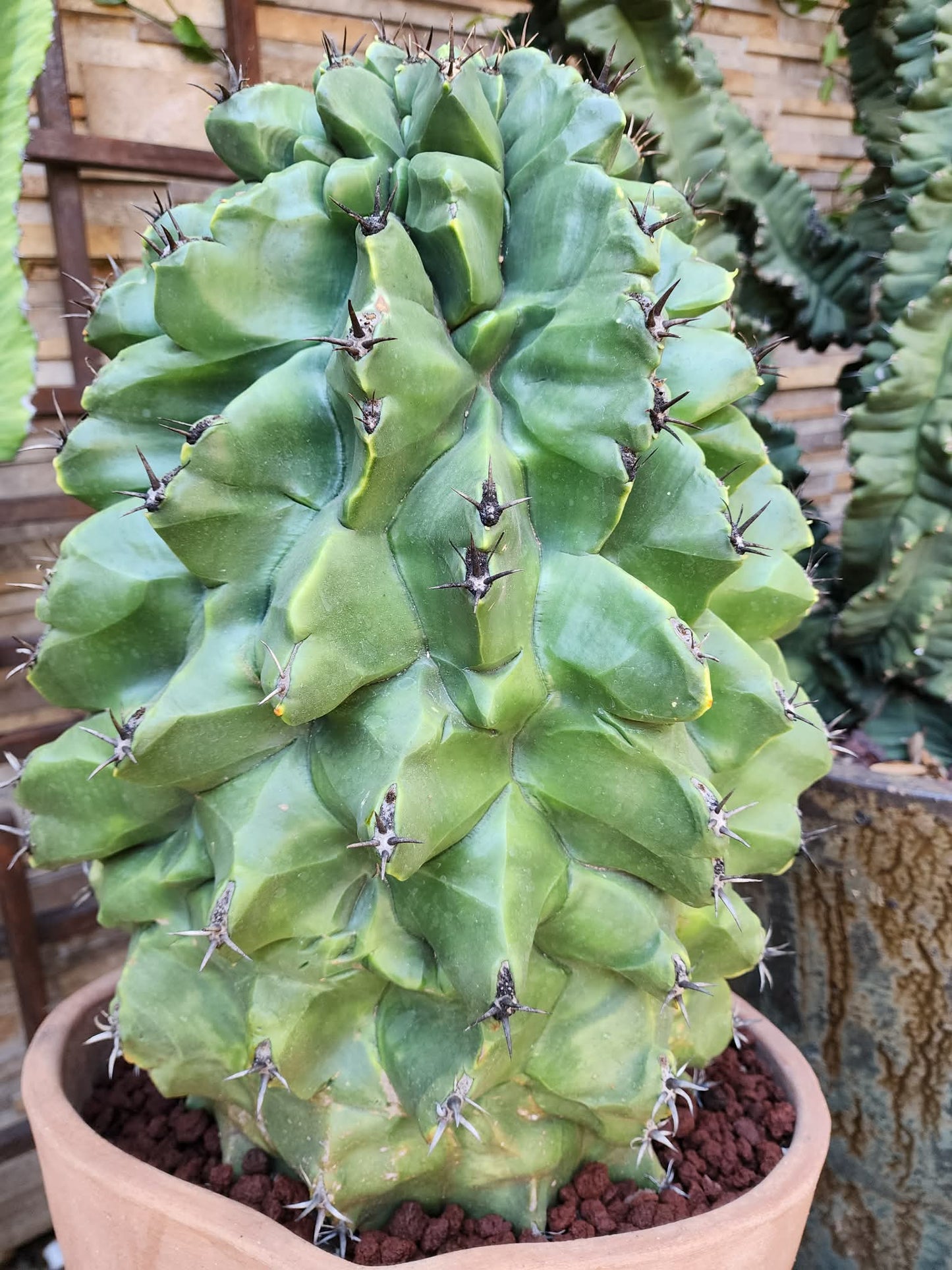 Ferocactus horridus cv. Brevispinus (chinned type) - HUGE - Very Old & Rare (Only one!)