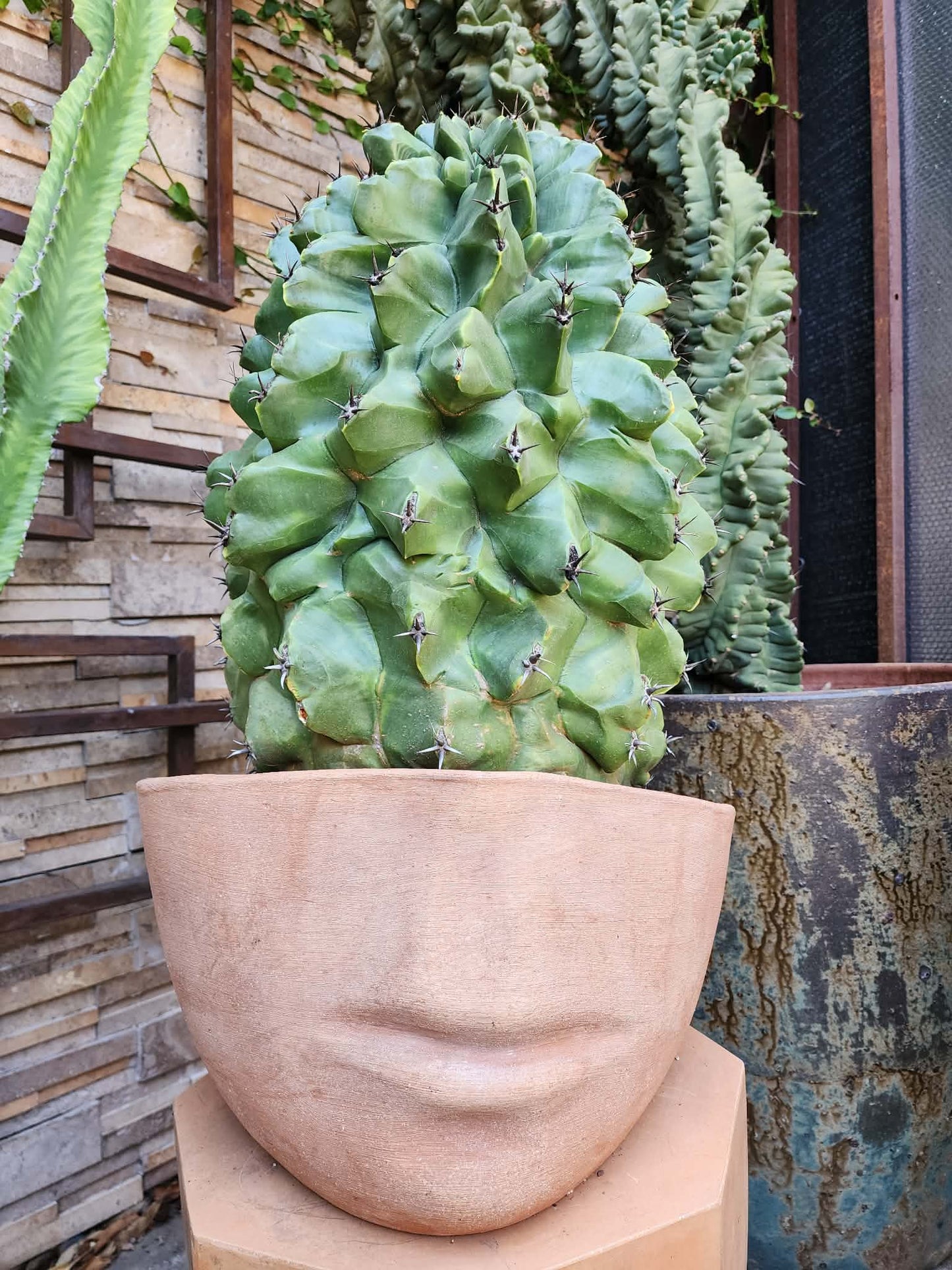 Ferocactus horridus cv. Brevispinus (chinned type) - HUGE - Very Old & Rare (Only one!) collector cactus specimen