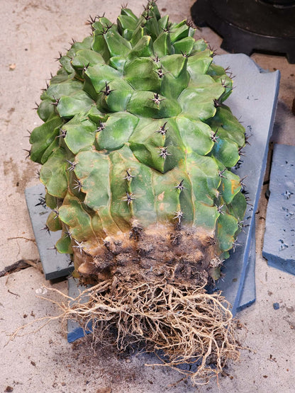 Ferocactus horridus cv. Brevispinus (chinned type) - HUGE - Very Old & Rare (Only one!)