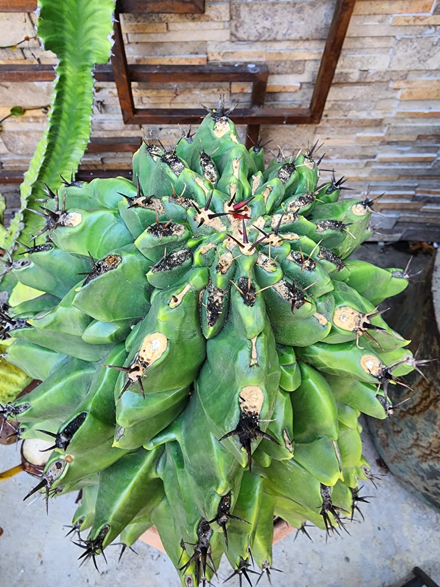 Ferocactus horridus cv. Brevispinus (chinned type) - HUGE - Very Old & Rare (Only one!)
