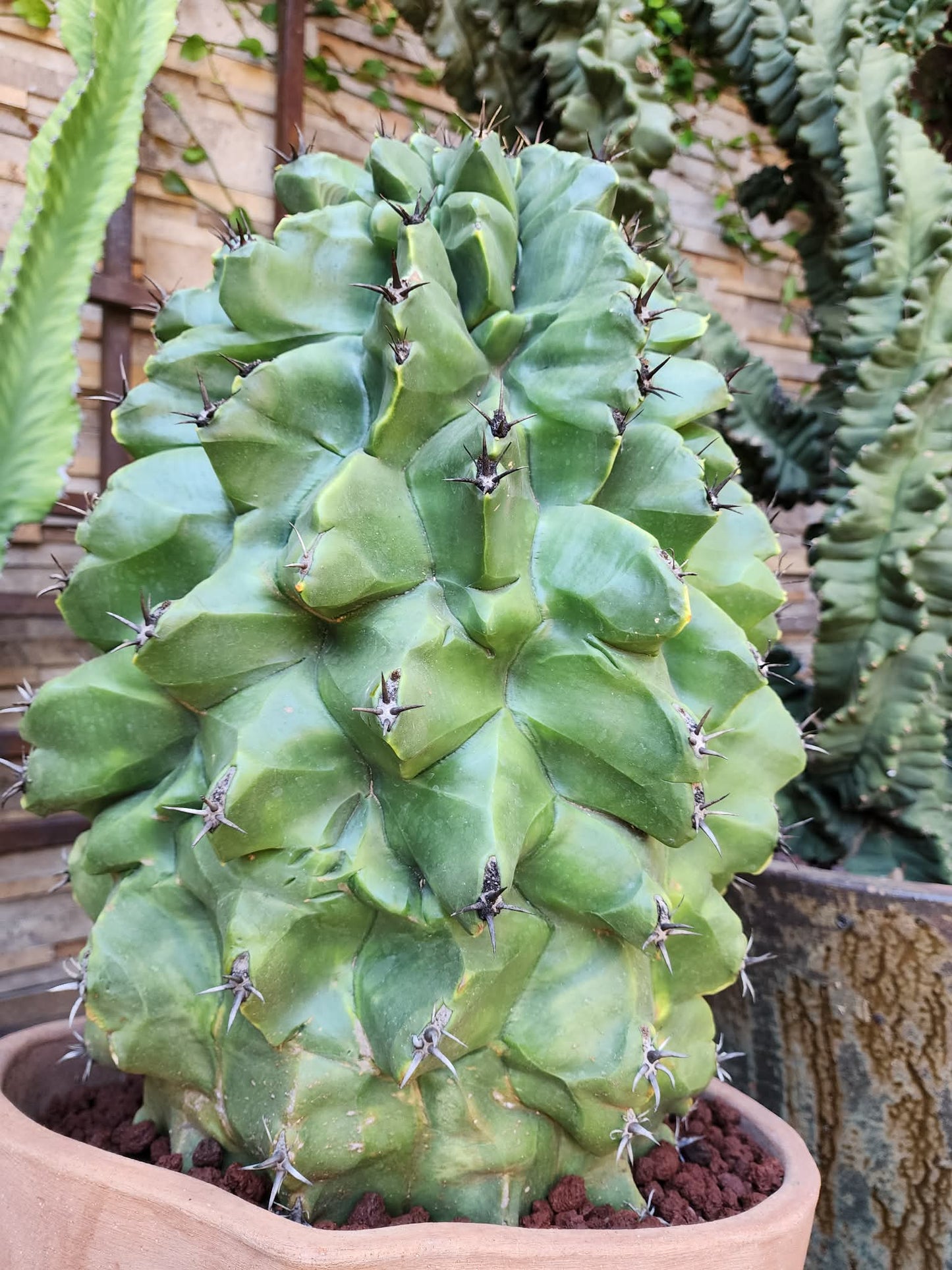 Ferocactus horridus cv. Brevispinus (chinned type) - HUGE - Very Old & Rare (Only one!)
