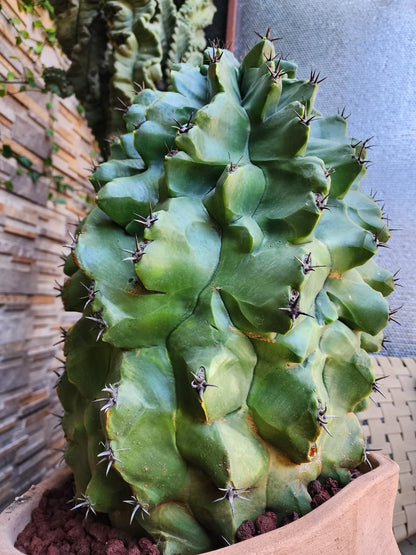 Ferocactus horridus cv. Brevispinus (chinned type) - HUGE - Very Old & Rare (Only one!)