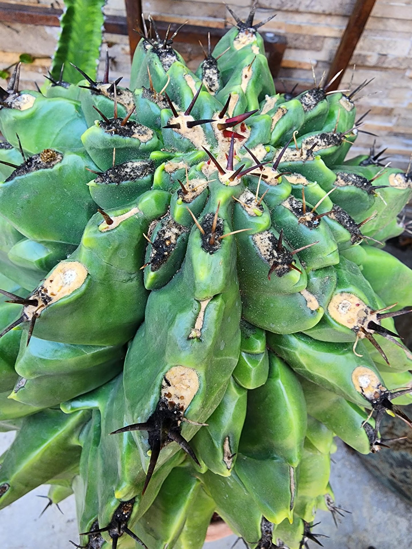 Ferocactus horridus cv. Brevispinus (chinned type) - HUGE - Very Old & Rare (Only one!)