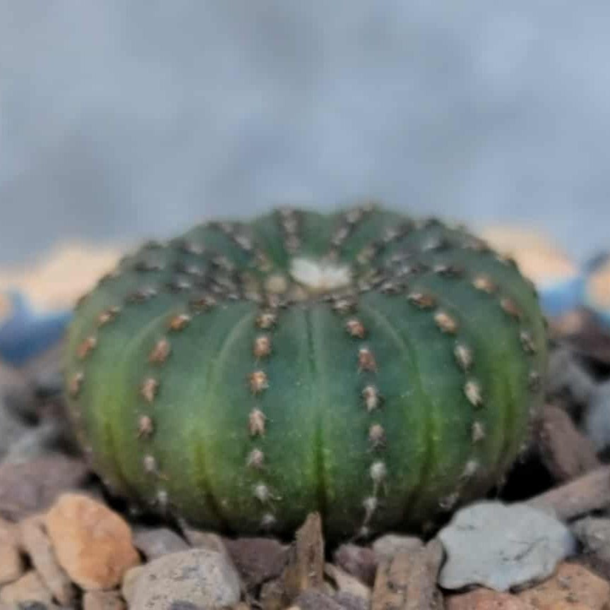 Frailea asterioides