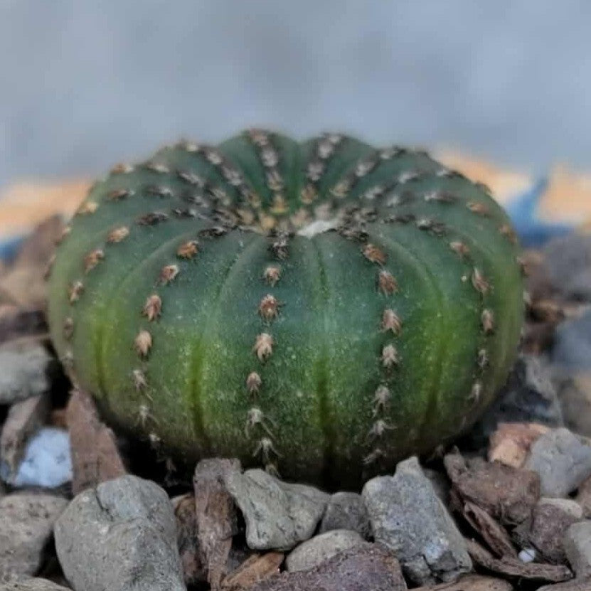 Frailea asterioides