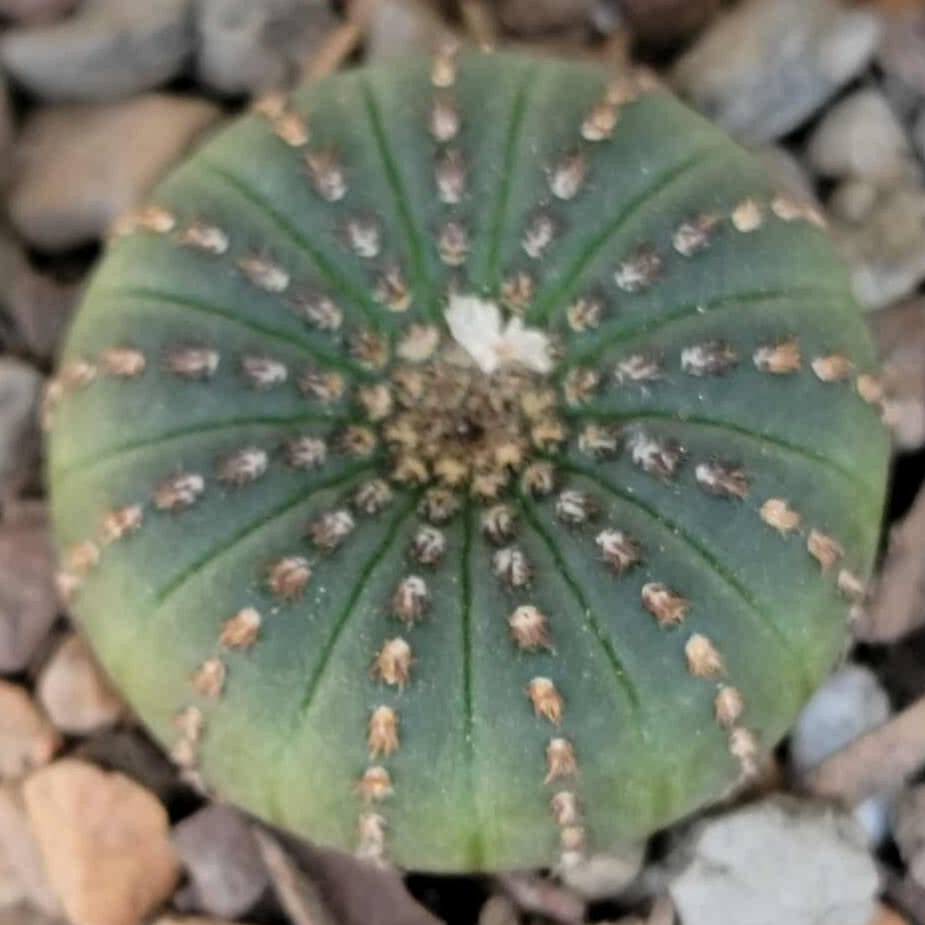 Frailea asterioides
