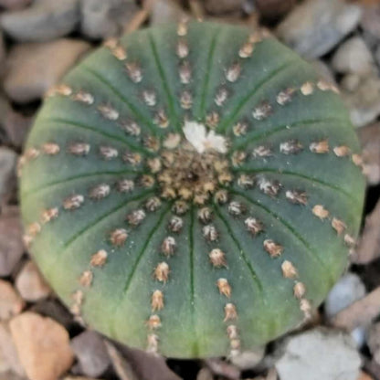 Frailea asterioides