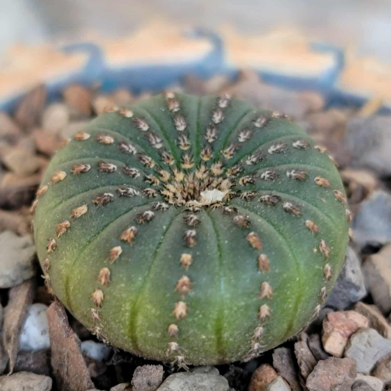 Frailea asterioides