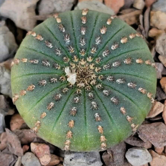 Frailea asterioides