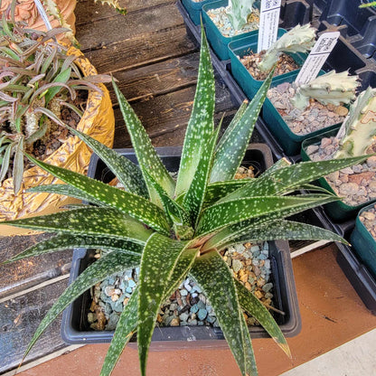 Gasteraloe 'Royal Highness'