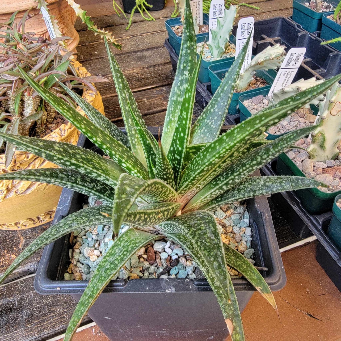 Gasteraloe 'Royal Highness'