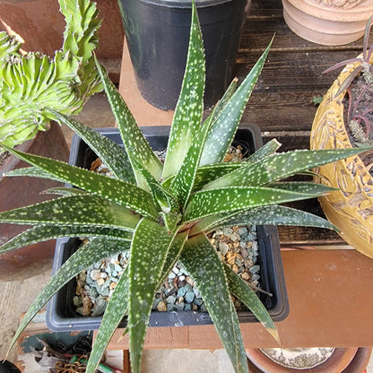 Gasteraloe 'Royal Highness'