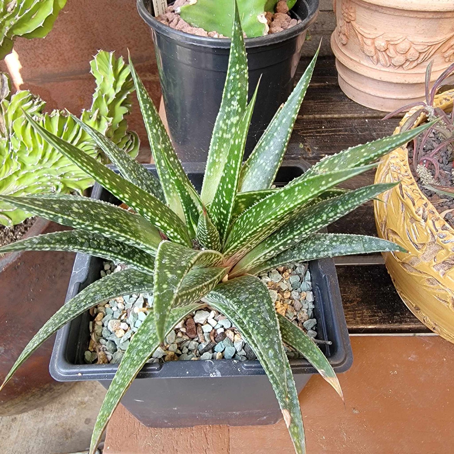 Gasteraloe 'Royal Highness'