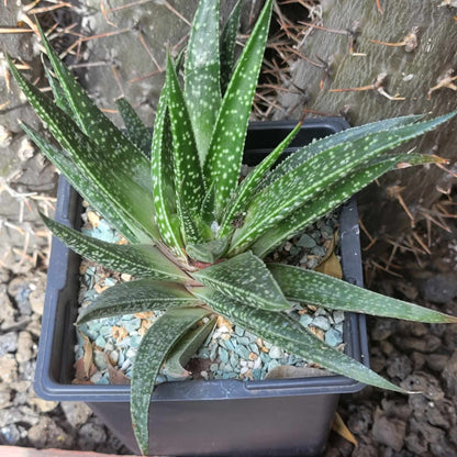 Gasteraloe 'Royal Highness'