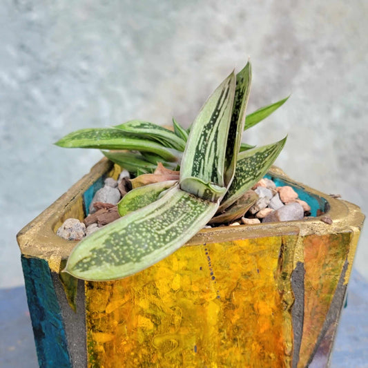 Gasteria Rumpelstiltskin