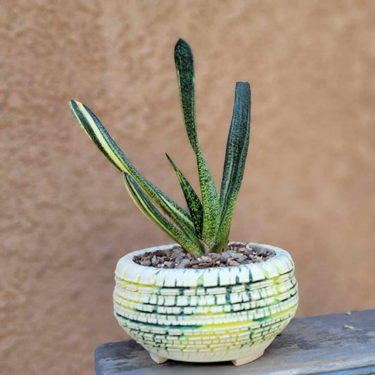 Gasteria batesiana variegata