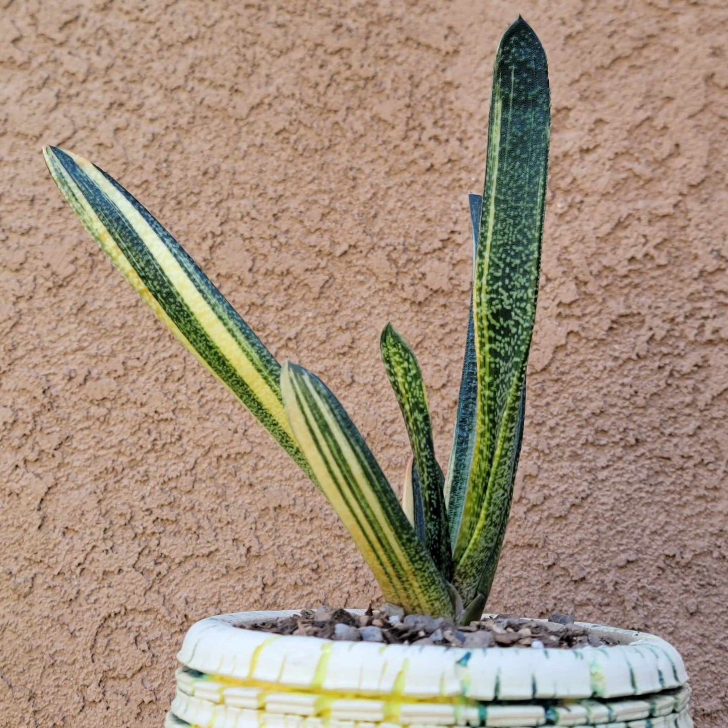 Gasteria batesiana variegata