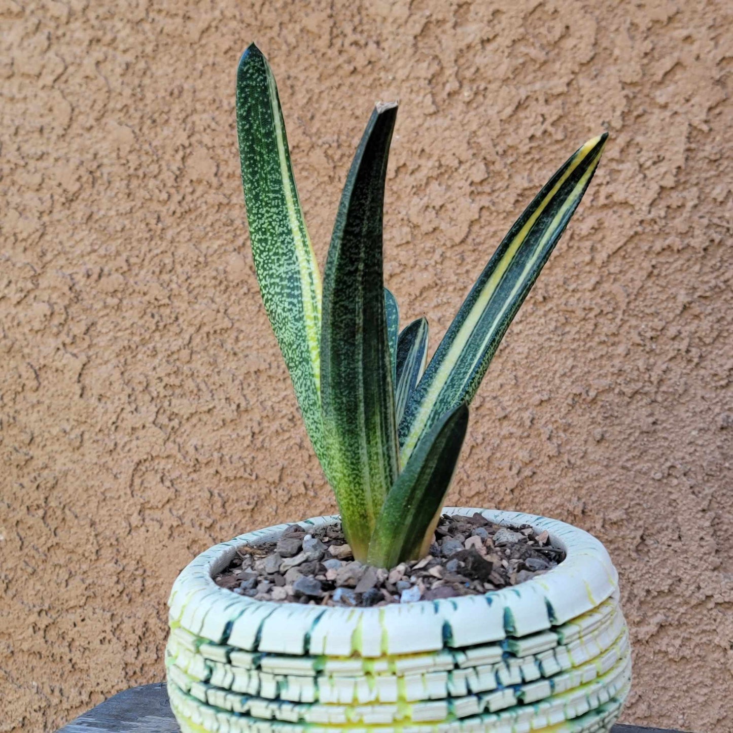 Gasteria batesiana variegata