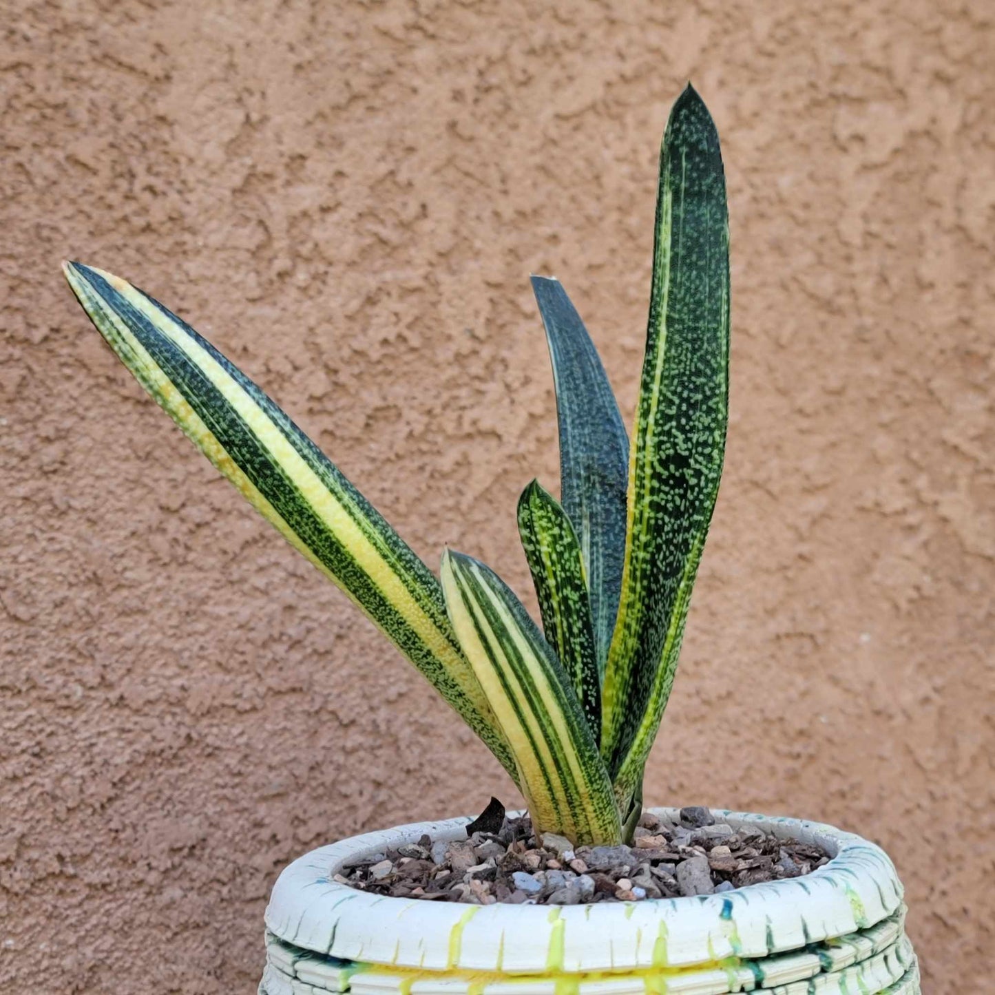 Gasteria batesiana variegata