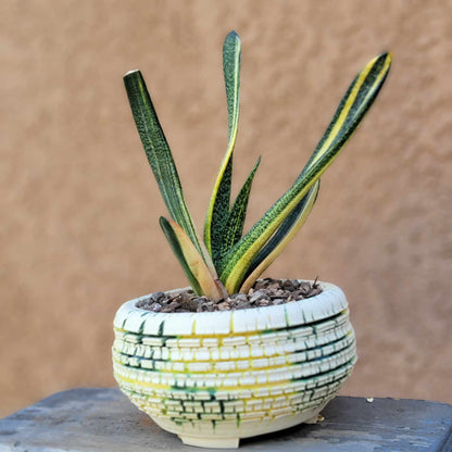 Gasteria batesiana variegata