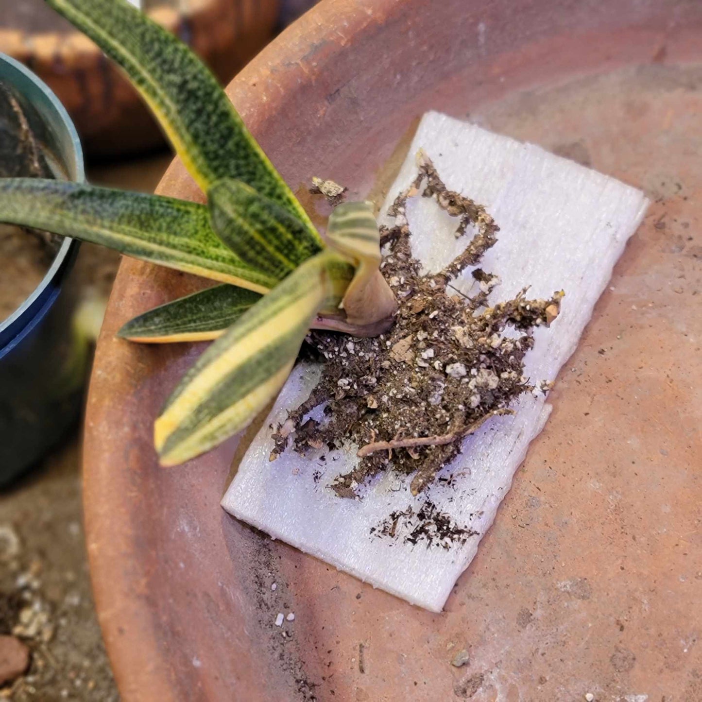 Gasteria batesiana variegata