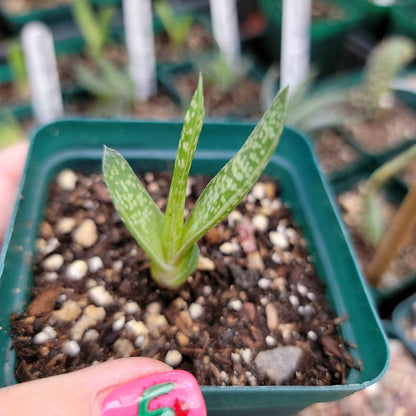 Gasteria carinata var. verrucosa – Gasteria verrucosa; Keeled Ox-Tongue - 3.5"