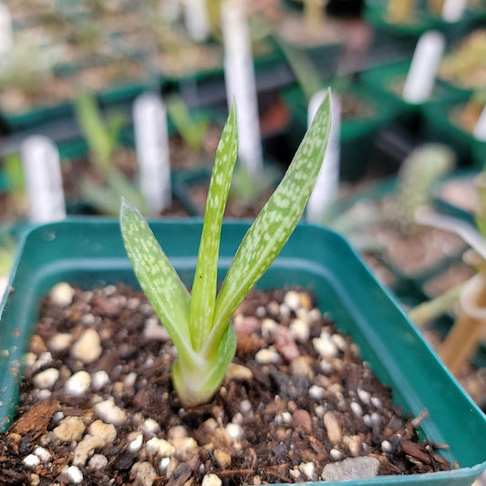 Gasteria carinata var. verrucosa – Gasteria verrucosa; Keeled Ox-Tongue - 3.5"