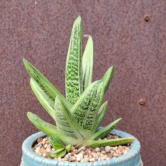 Gasteria maculata cv. Little Warty