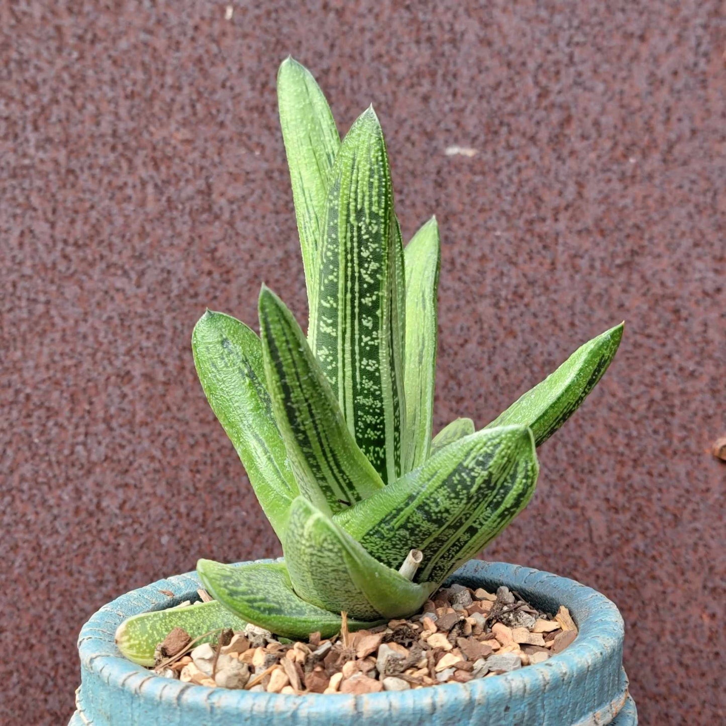 Gasteria maculata cv. Little Warty