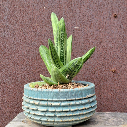 Gasteria maculata cv. Little Warty