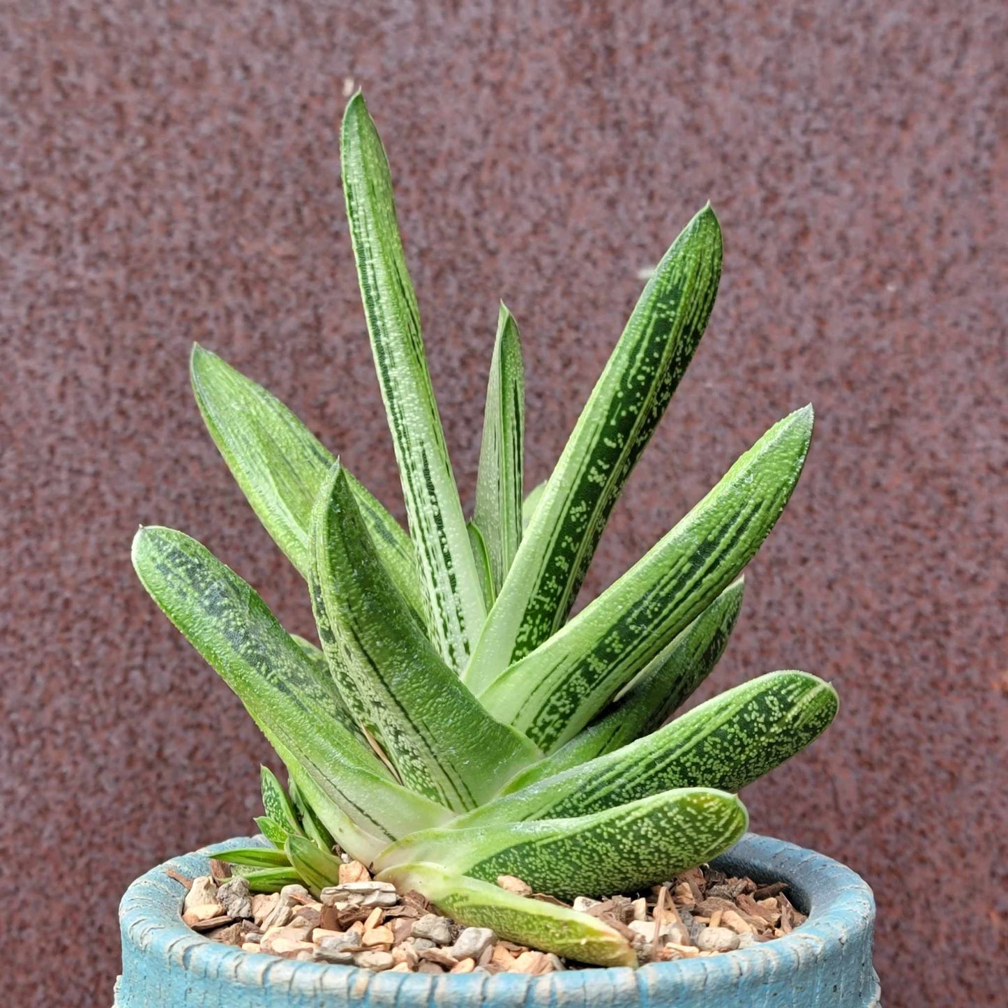 Gasteria maculata cv. Little Warty