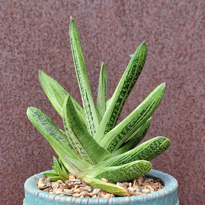 Gasteria maculata cv. Little Warty