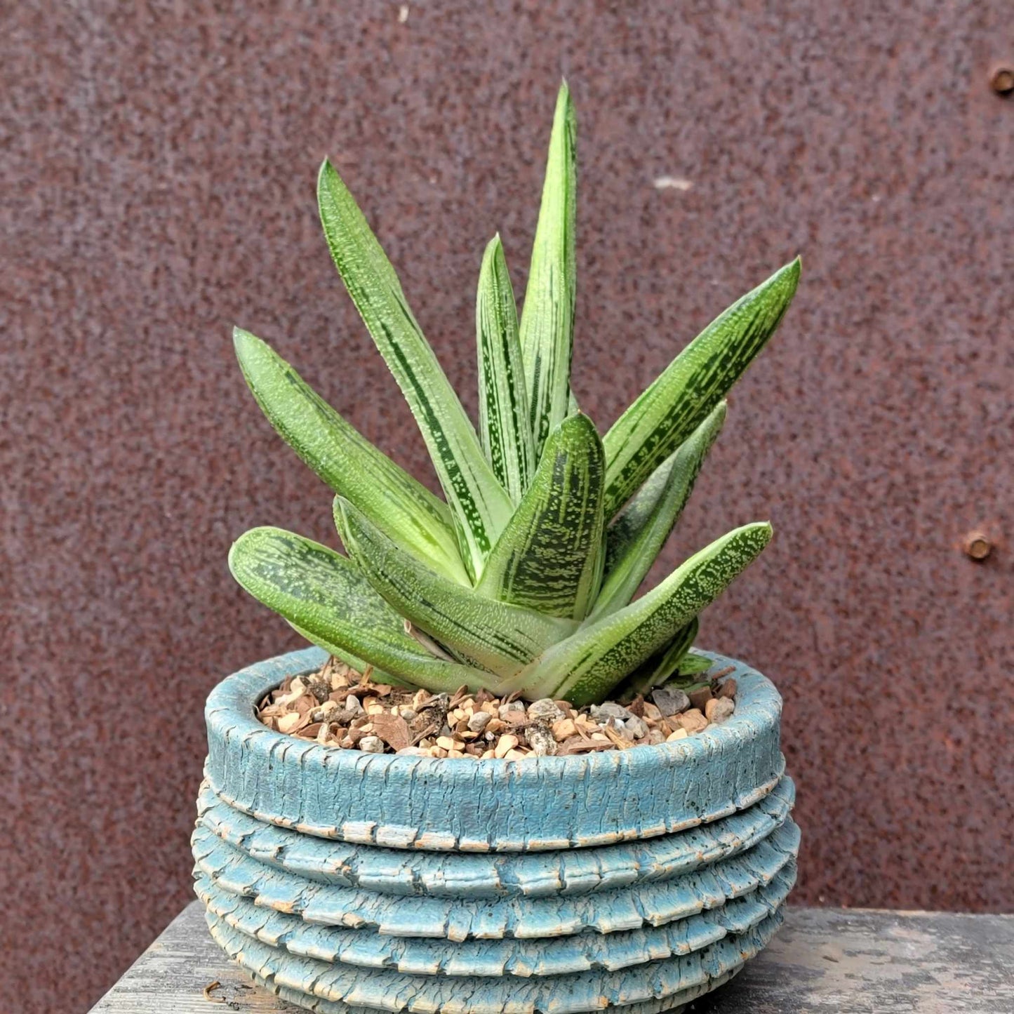 Gasteria maculata cv. Little Warty