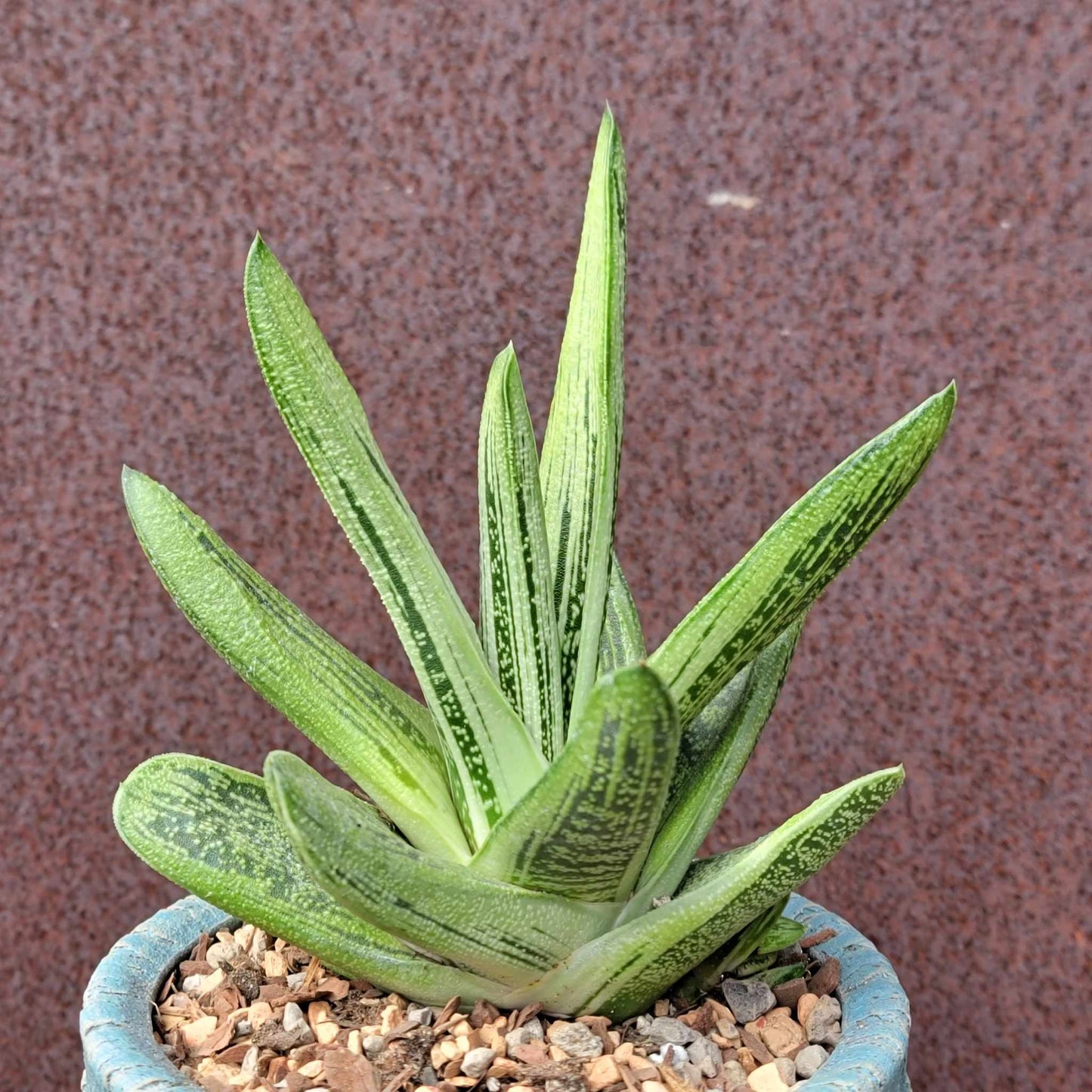 Gasteria maculata cv. Little Warty