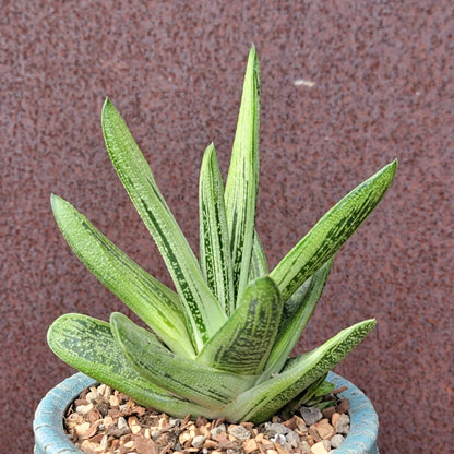 Gasteria maculata cv. Little Warty