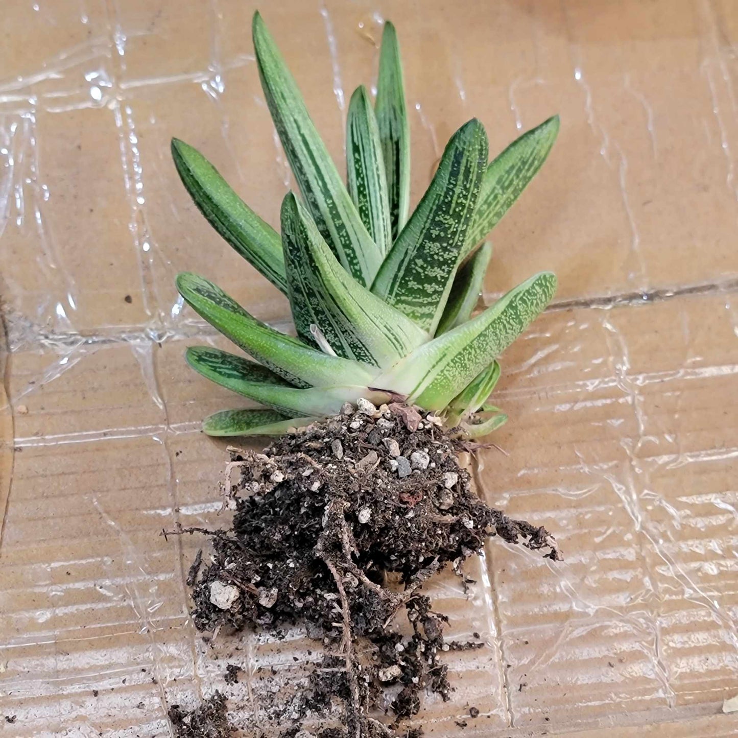 Gasteria maculata cv. Little Warty