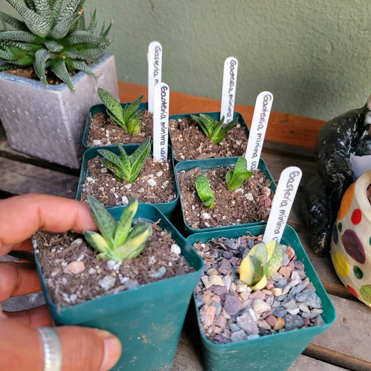 Gasteria minima f. variegata yellow - Variegated Ox Tongue