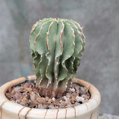 Geohintonia mexicana - Seed Grown - Old