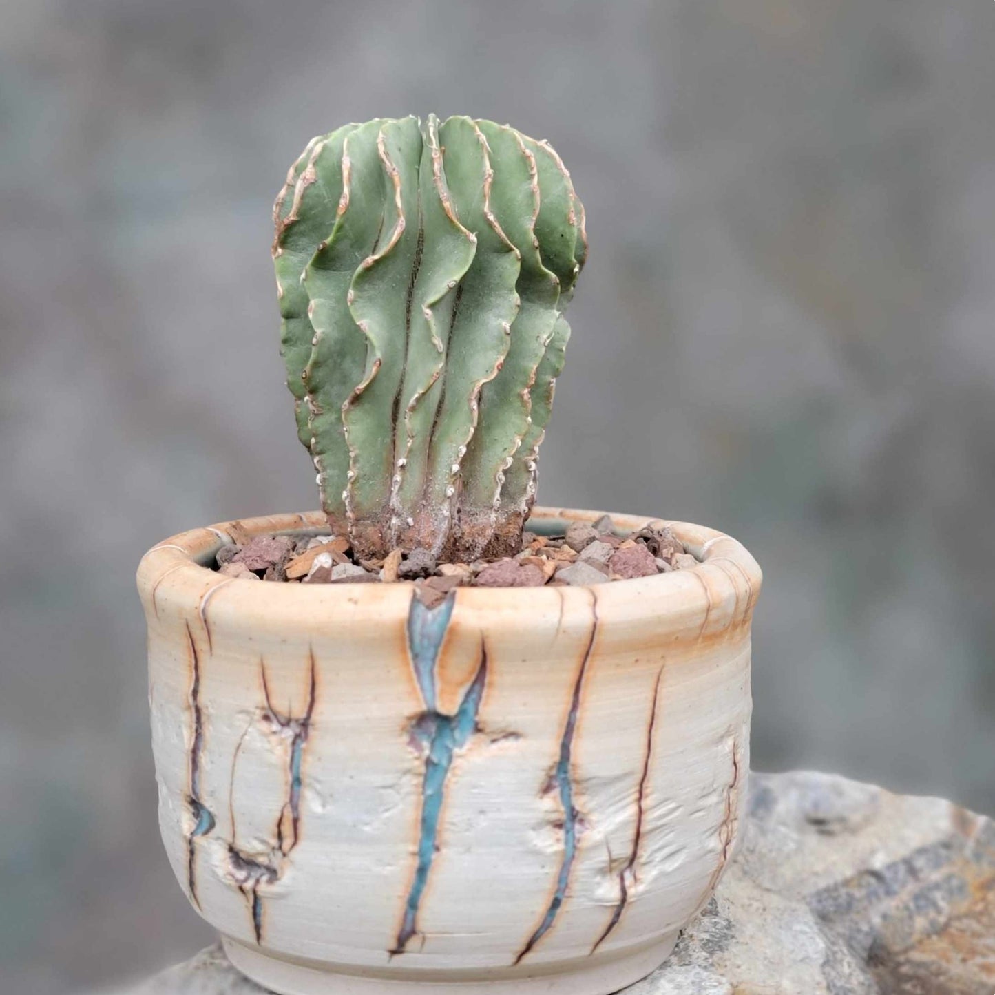 Geohintonia mexicana - Seed Grown - Old