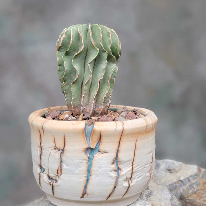 Geohintonia mexicana - Seed Grown - Old
