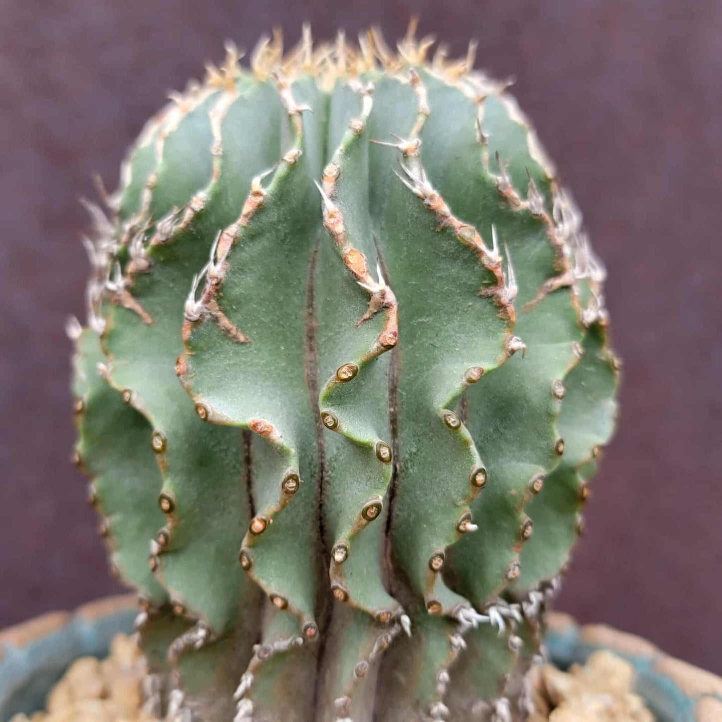 Geohintonia mexicana - Seed Grown - Old
