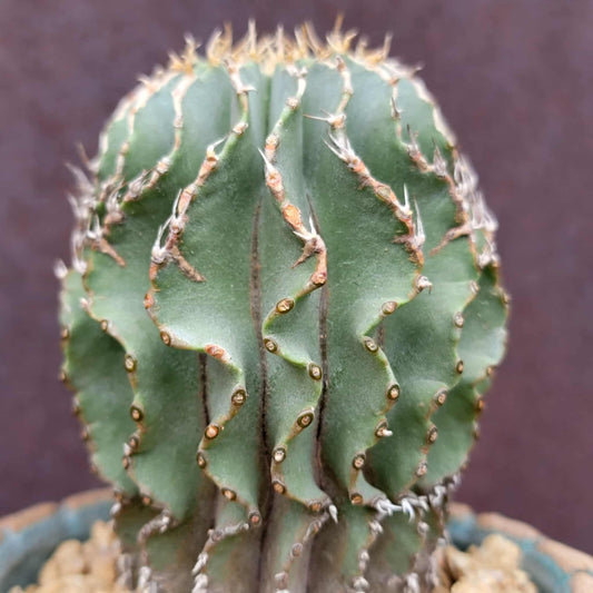 Geohintonia mexicana - Seed Grown - Old