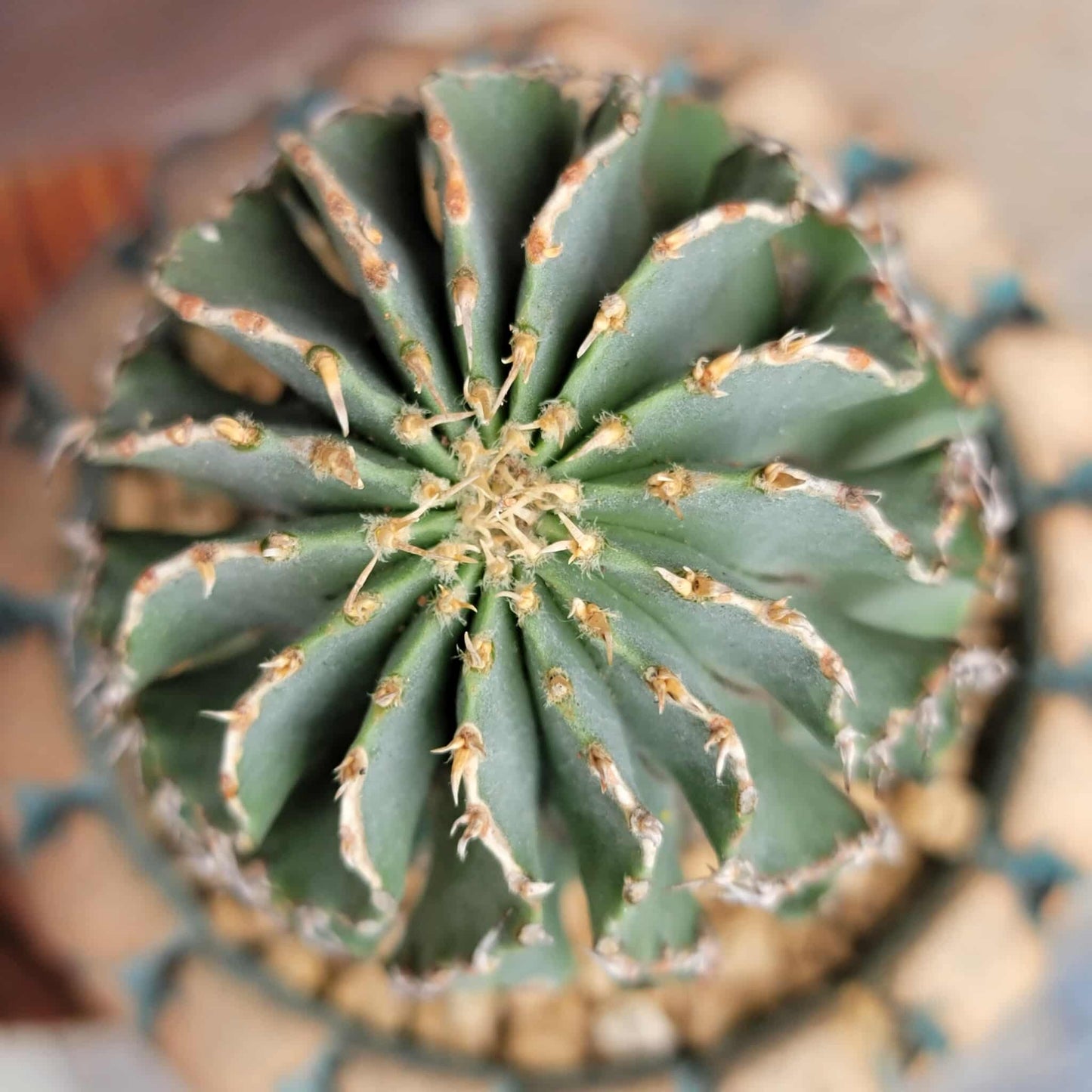 Geohintonia mexicana - Seed Grown - Old