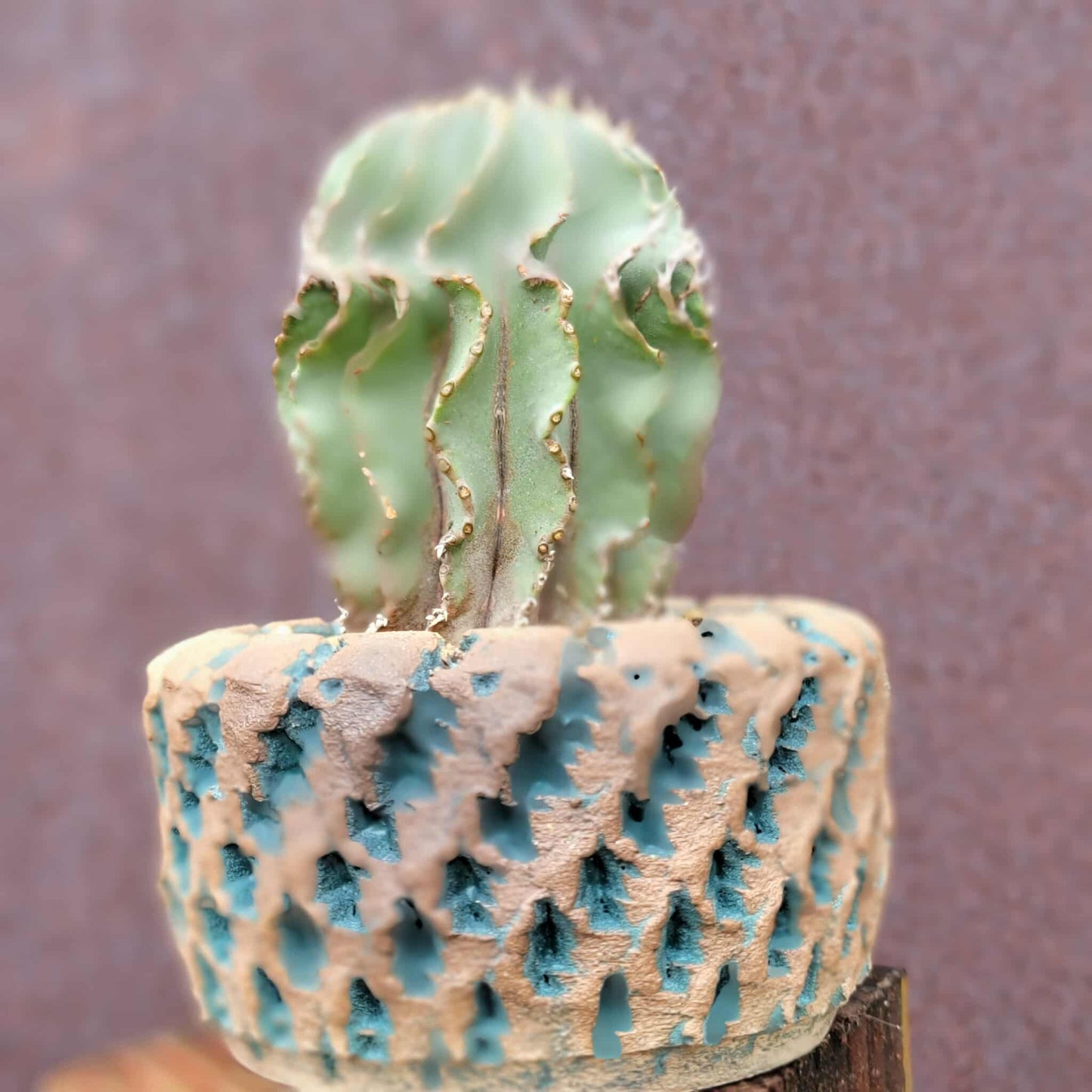 Geohintonia mexicana - Seed Grown - Old