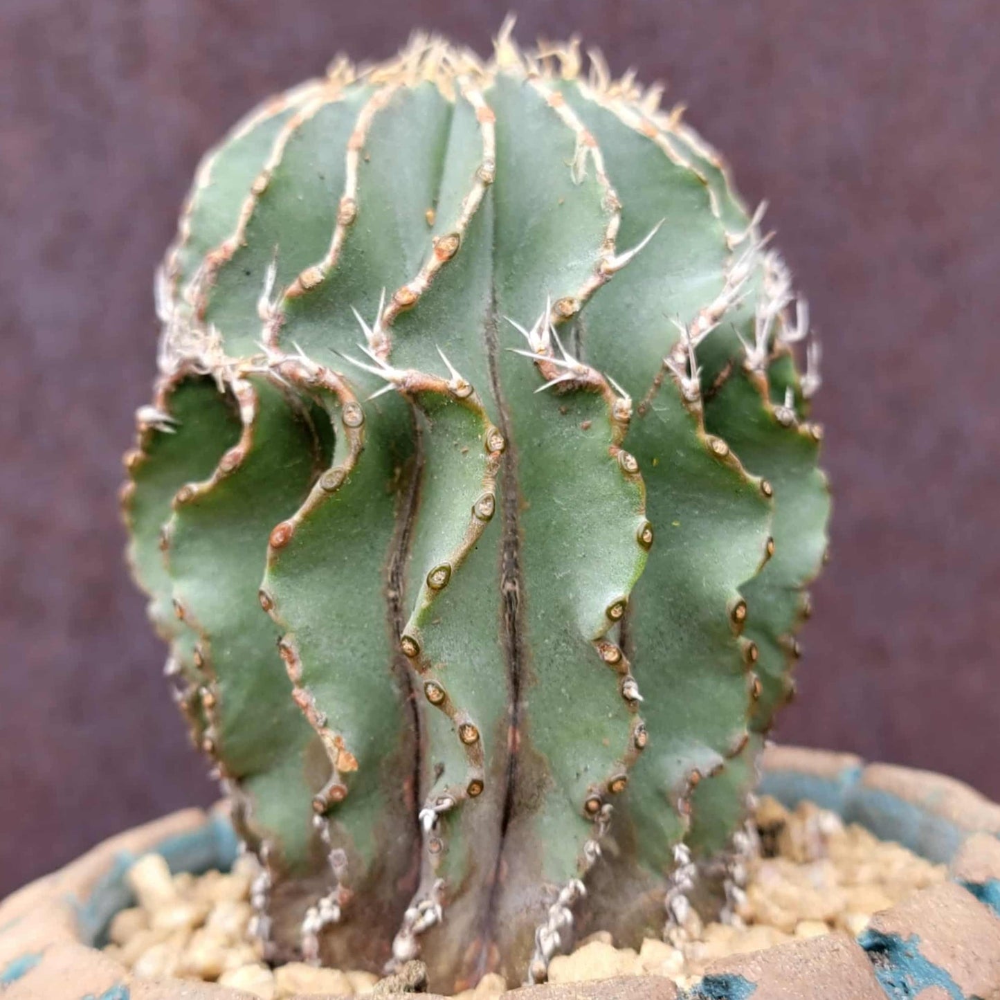 Geohintonia mexicana - Seed Grown - Old
