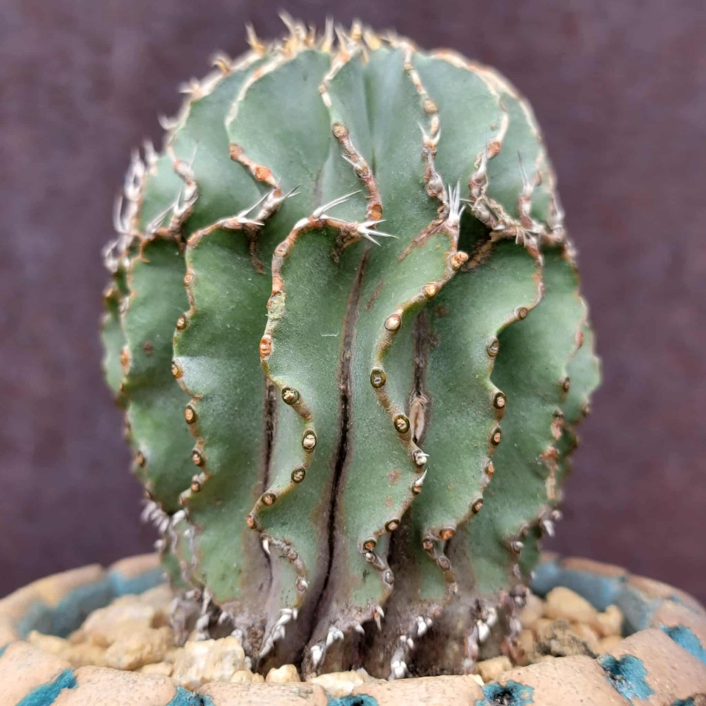 Geohintonia mexicana - Seed Grown - Old
