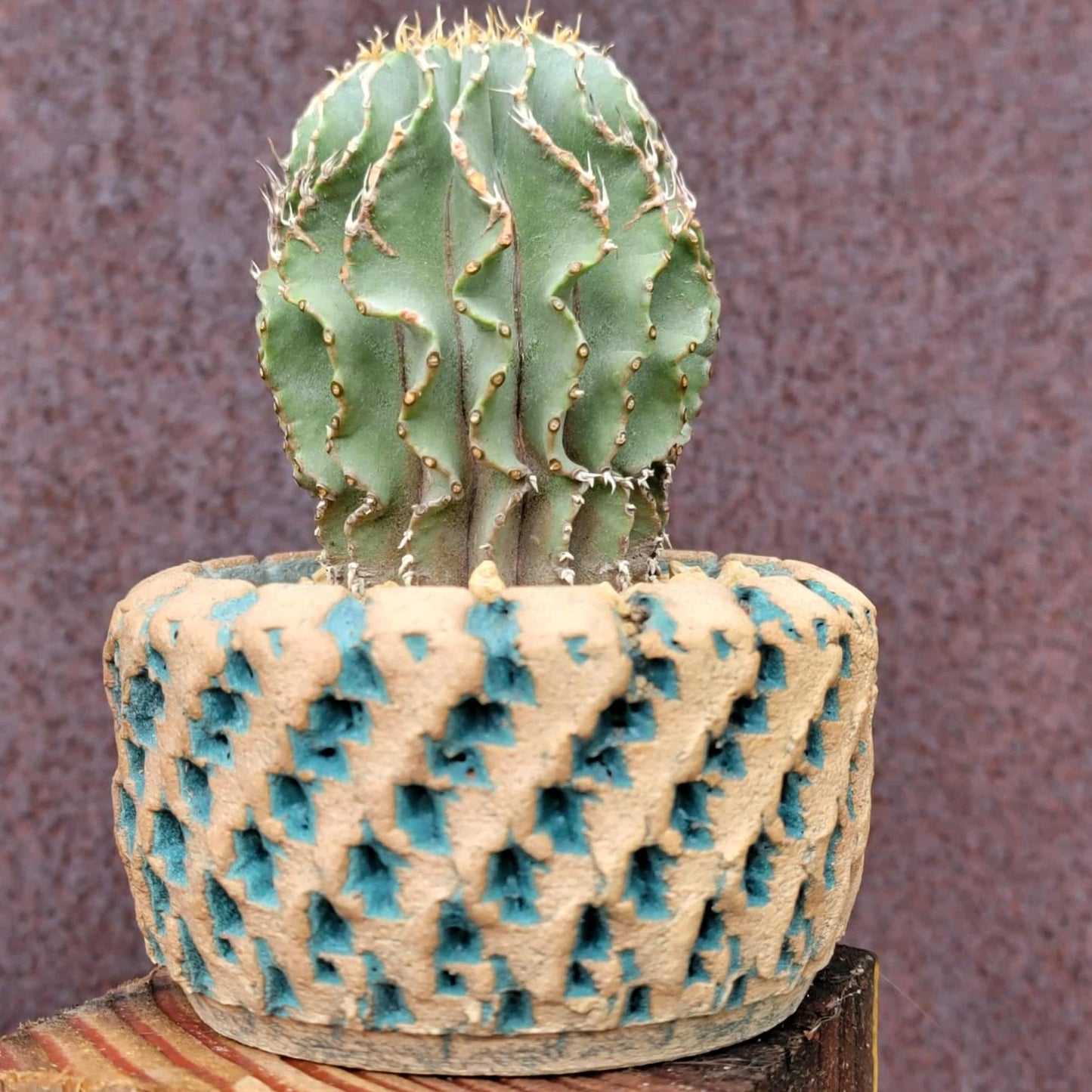 Geohintonia mexicana - Seed Grown - Old