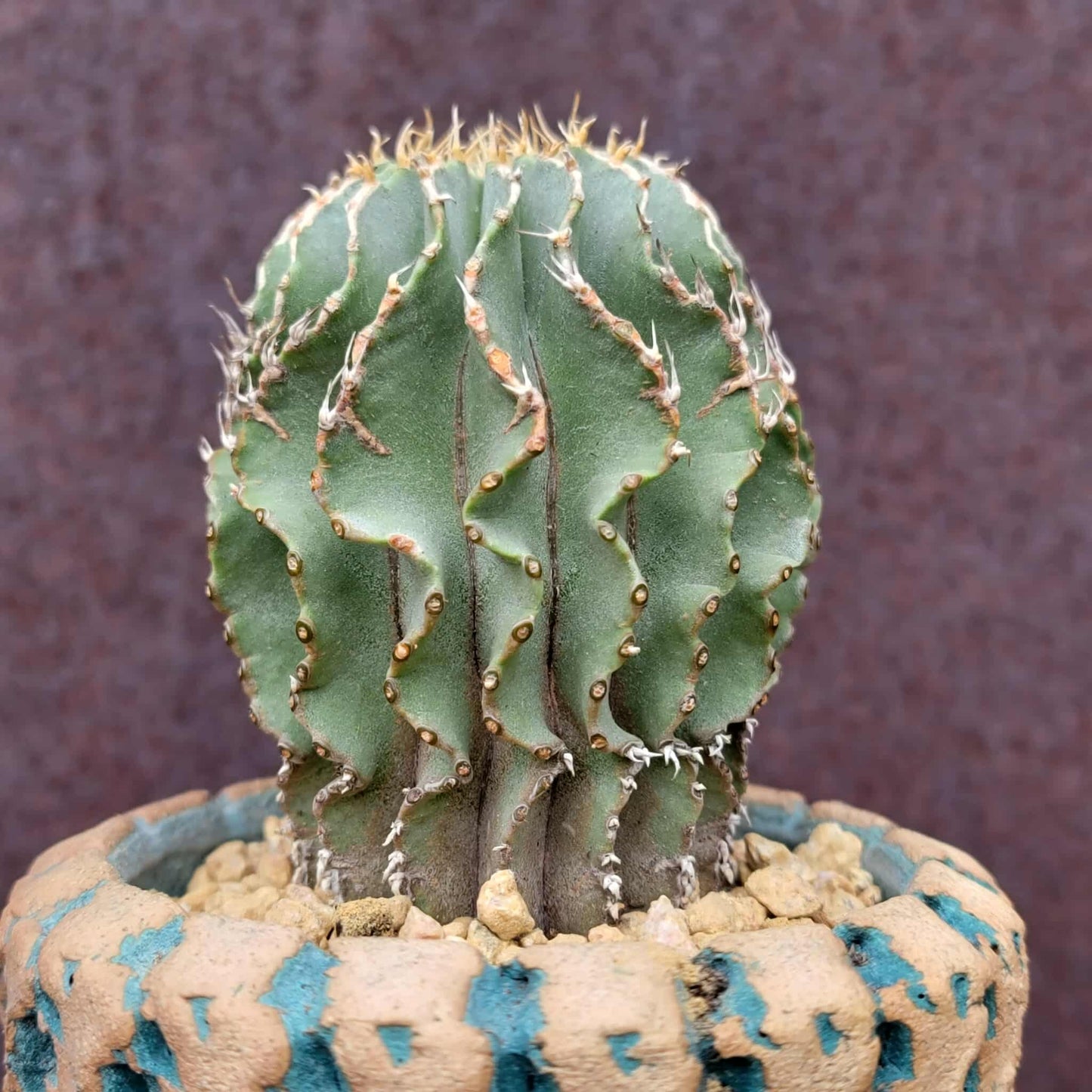 Geohintonia mexicana - Seed Grown - Old